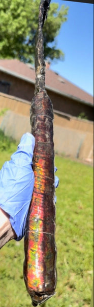 23.14" long! Rare Baculite Ammolite,Handheld Specimen ,Rough Bacculite Fossil Ammonite Display,Home Decor,Display,Alberta,AF-136, Free shipping