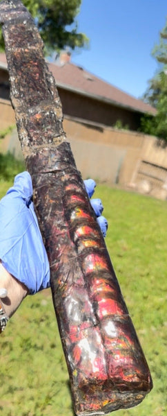 23.14" long! Rare Baculite Ammolite,Handheld Specimen ,Rough Bacculite Fossil Ammonite Display,Home Decor,Display,Alberta,AF-136, Free shipping