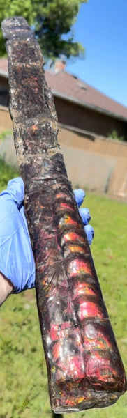 23.14" long! Rare Baculite Ammolite,Handheld Specimen ,Rough Bacculite Fossil Ammonite Display,Home Decor,Display,Alberta,AF-136, Free shipping