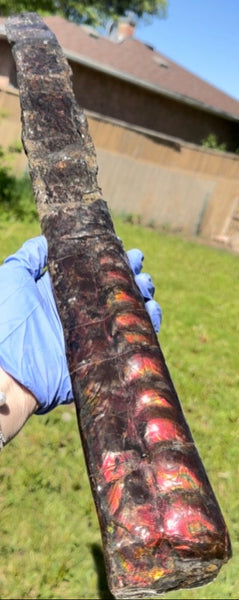23.14" long! Rare Baculite Ammolite,Handheld Specimen ,Rough Bacculite Fossil Ammonite Display,Home Decor,Display,Alberta,AF-136, Free shipping