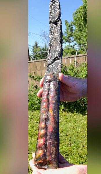 23.14" long! Rare Baculite Ammolite,Handheld Specimen ,Rough Bacculite Fossil Ammonite Display,Home Decor,Display,Alberta,AF-136, Free shipping
