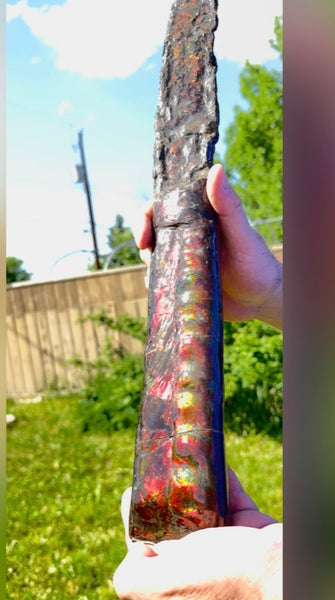 23.14" long! Rare Baculite Ammolite,Handheld Specimen ,Rough Bacculite Fossil Ammonite Display,Home Decor,Display,Alberta,AF-136, Free shipping
