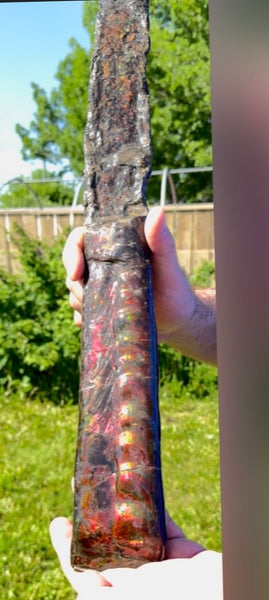 23.14" long! Rare Baculite Ammolite,Handheld Specimen ,Rough Bacculite Fossil Ammonite Display,Home Decor,Display,Alberta,AF-136, Free shipping
