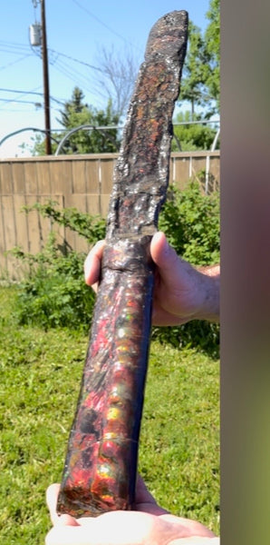 23.14" long! Rare Baculite Ammolite,Handheld Specimen ,Rough Bacculite Fossil Ammonite Display,Home Decor,Display,Alberta,AF-136, Free shipping
