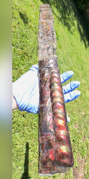 23.14" long! Rare Baculite Ammolite,Handheld Specimen ,Rough Bacculite Fossil Ammonite Display,Home Decor,Display,Alberta,AF-136, Free shipping