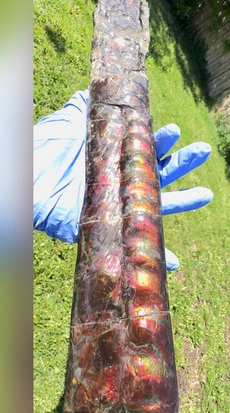 23.14" long! Rare Baculite Ammolite,Handheld Specimen ,Rough Bacculite Fossil Ammonite Display,Home Decor,Display,Alberta,AF-136, Free shipping