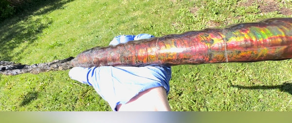 23.14" long! Rare Baculite Ammolite,Handheld Specimen ,Rough Bacculite Fossil Ammonite Display,Home Decor,Display,Alberta,AF-136, Free shipping