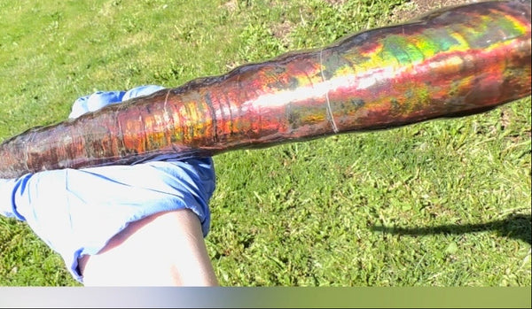 23.14" long! Rare Baculite Ammolite,Handheld Specimen ,Rough Bacculite Fossil Ammonite Display,Home Decor,Display,Alberta,AF-136, Free shipping