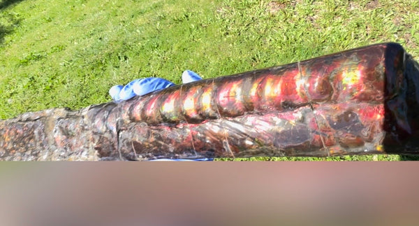 23.14" long! Rare Baculite Ammolite,Handheld Specimen ,Rough Bacculite Fossil Ammonite Display,Home Decor,Display,Alberta,AF-136, Free shipping