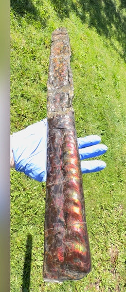 23.14" long! Rare Baculite Ammolite,Handheld Specimen ,Rough Bacculite Fossil Ammonite Display,Home Decor,Display,Alberta,AF-136, Free shipping