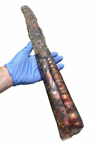 23.14" long! Rare Baculite Ammolite,Handheld Specimen ,Rough Bacculite Fossil Ammonite Display,Home Decor,Display,Alberta,AF-136, Free shipping