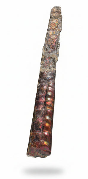 23.14" long! Rare Baculite Ammolite,Handheld Specimen ,Rough Bacculite Fossil Ammonite Display,Home Decor,Display,Alberta,AF-136, Free shipping