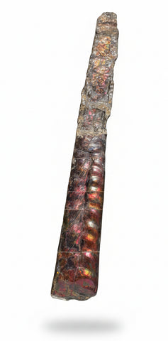 23.14" long! Rare Baculite Ammolite,Handheld Specimen ,Rough Bacculite Fossil Ammonite Display,Home Decor,Display,Alberta,AF-136, Free shipping