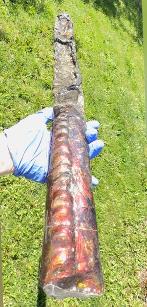 23.14" long! Rare Baculite Ammolite,Handheld Specimen ,Rough Bacculite Fossil Ammonite Display,Home Decor,Display,Alberta,AF-136, Free shipping