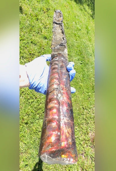 23.14" long! Rare Baculite Ammolite,Handheld Specimen ,Rough Bacculite Fossil Ammonite Display,Home Decor,Display,Alberta,AF-136, Free shipping