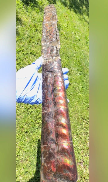23.14" long! Rare Baculite Ammolite,Handheld Specimen ,Rough Bacculite Fossil Ammonite Display,Home Decor,Display,Alberta,AF-136, Free shipping