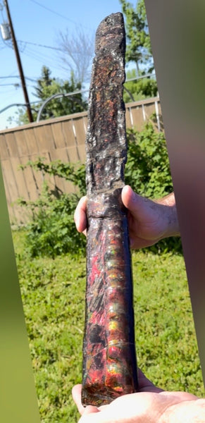 23.14" long! Rare Baculite Ammolite,Handheld Specimen ,Rough Bacculite Fossil Ammonite Display,Home Decor,Display,Alberta,AF-136, Free shipping
