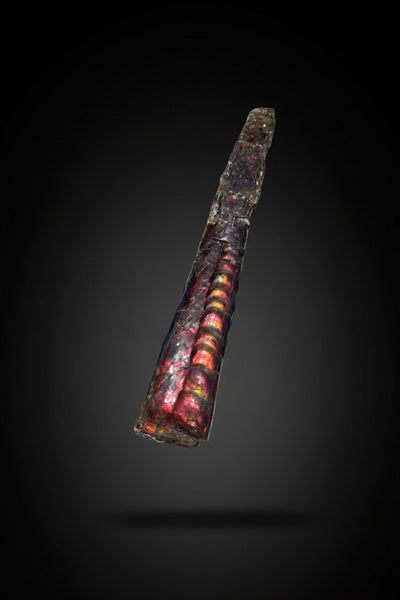 23.14" long! Rare Baculite Ammolite,Handheld Specimen ,Rough Bacculite Fossil Ammonite Display,Home Decor,Display,Alberta,AF-136, Free shipping