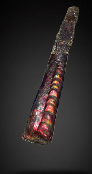 23.14" long! Rare Baculite Ammolite,Handheld Specimen ,Rough Bacculite Fossil Ammonite Display,Home Decor,Display,Alberta,AF-136, Free shipping