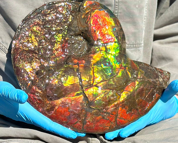 12.75" Ammolite ,Double-Sided Rainbow, Specimen, Fossil,Ammonite, Collector Stone,Home decor,**FREE SHIPPING***　AF-111