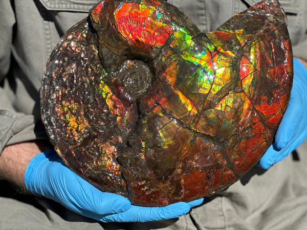 12.75" Ammolite ,Double-Sided Rainbow, Specimen, Fossil,Ammonite, Collector Stone,Home decor,**FREE SHIPPING***　AF-111