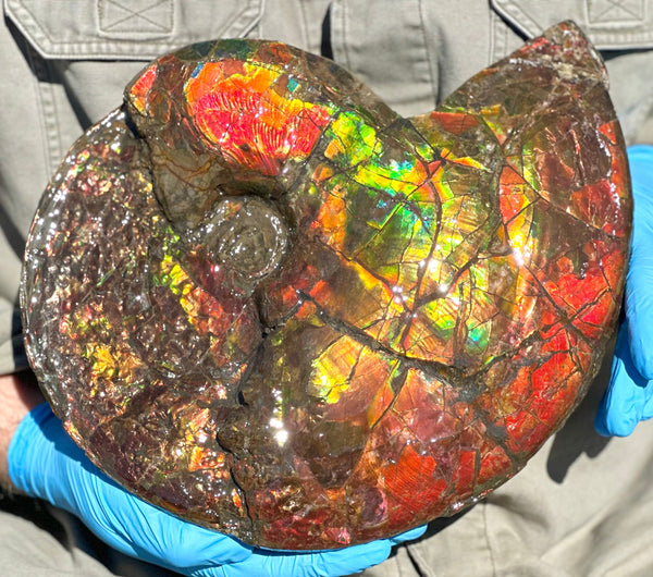 12.75" Ammolite ,Double-Sided Rainbow, Specimen, Fossil,Ammonite, Collector Stone,Home decor,**FREE SHIPPING***　AF-111