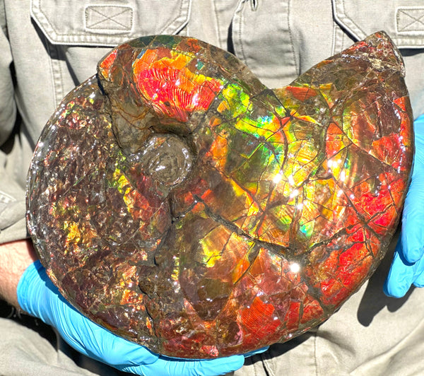 12.75" Ammolite ,Double-Sided Rainbow, Specimen, Fossil,Ammonite, Collector Stone,Home decor,**FREE SHIPPING***　AF-111