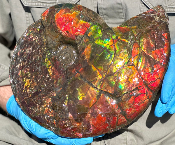 12.75" Ammolite ,Double-Sided Rainbow, Specimen, Fossil,Ammonite, Collector Stone,Home decor,**FREE SHIPPING***　AF-111