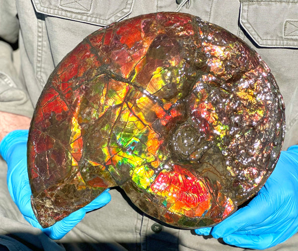 12.75" Ammolite ,Double-Sided Rainbow, Specimen, Fossil,Ammonite, Collector Stone,Home decor,**FREE SHIPPING***　AF-111