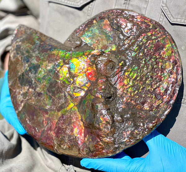 12.75" Ammolite ,Double-Sided Rainbow, Specimen, Fossil,Ammonite, Collector Stone,Home decor,**FREE SHIPPING***　AF-111