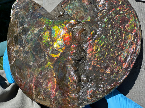 12.75" Ammolite ,Double-Sided Rainbow, Specimen, Fossil,Ammonite, Collector Stone,Home decor,**FREE SHIPPING***　AF-111