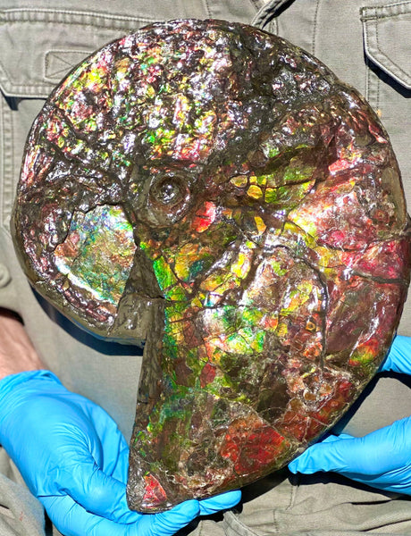12.75" Ammolite ,Double-Sided Rainbow, Specimen, Fossil,Ammonite, Collector Stone,Home decor,**FREE SHIPPING***　AF-111
