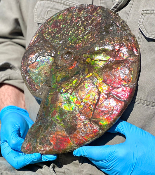 12.75" Ammolite ,Double-Sided Rainbow, Specimen, Fossil,Ammonite, Collector Stone,Home decor,**FREE SHIPPING***　AF-111