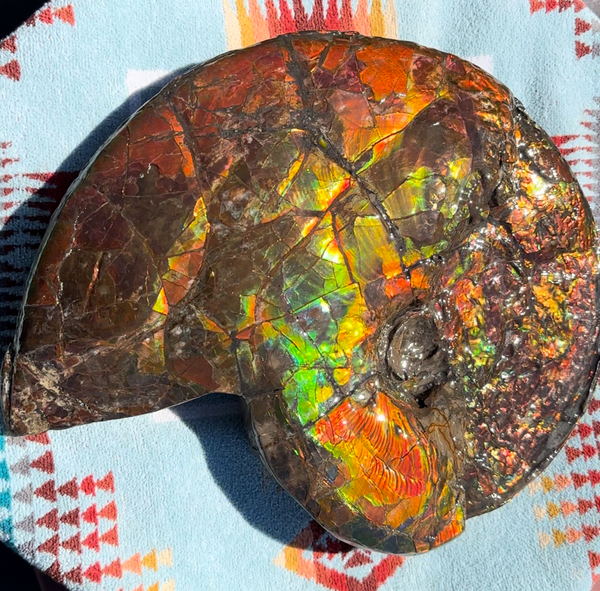 12.75" Ammolite ,Double-Sided Rainbow, Specimen, Fossil,Ammonite, Collector Stone,Home decor,**FREE SHIPPING***　AF-111