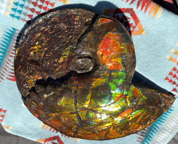 12.75" Ammolite ,Double-Sided Rainbow, Specimen, Fossil,Ammonite, Collector Stone,Home decor,**FREE SHIPPING***　AF-111
