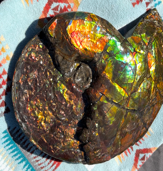 12.75" Ammolite ,Double-Sided Rainbow, Specimen, Fossil,Ammonite, Collector Stone,Home decor,**FREE SHIPPING***　AF-111