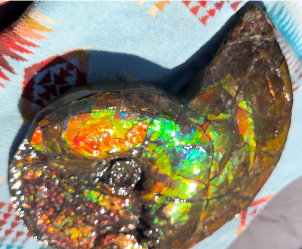 12.75" Ammolite ,Double-Sided Rainbow, Specimen, Fossil,Ammonite, Collector Stone,Home decor,**FREE SHIPPING***　AF-111