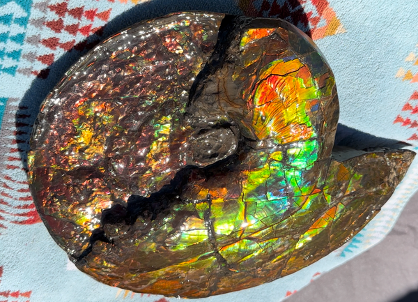 12.75" Ammolite ,Double-Sided Rainbow, Specimen, Fossil,Ammonite, Collector Stone,Home decor,**FREE SHIPPING***　AF-111