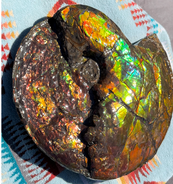 12.75" Ammolite ,Double-Sided Rainbow, Specimen, Fossil,Ammonite, Collector Stone,Home decor,**FREE SHIPPING***　AF-111
