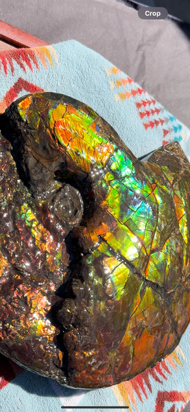 12.75" Ammolite ,Double-Sided Rainbow, Specimen, Fossil,Ammonite, Collector Stone,Home decor,**FREE SHIPPING***　AF-111