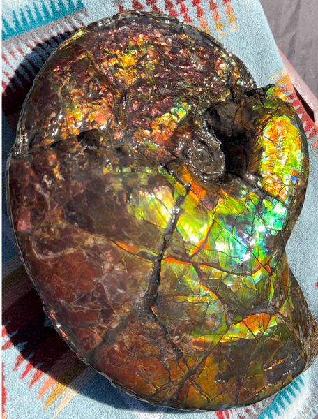 12.75" Ammolite ,Double-Sided Rainbow, Specimen, Fossil,Ammonite, Collector Stone,Home decor,**FREE SHIPPING***　AF-111