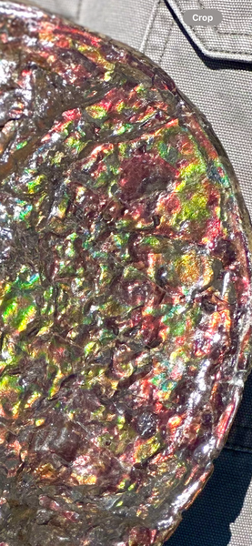 12.75" Ammolite ,Double-Sided Rainbow, Specimen, Fossil,Ammonite, Collector Stone,Home decor,**FREE SHIPPING***　AF-111