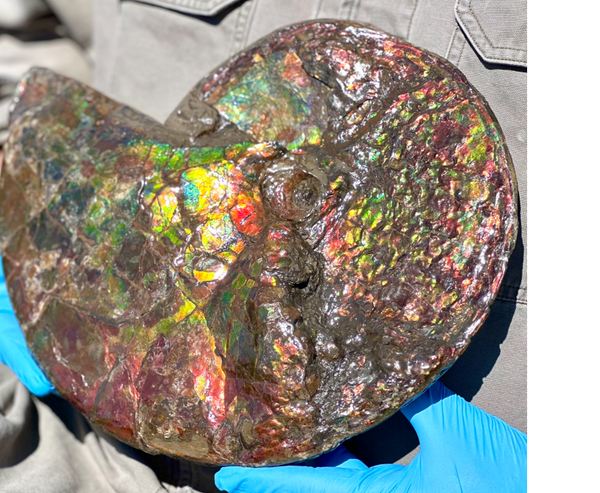 12.75" Ammolite ,Double-Sided Rainbow, Specimen, Fossil,Ammonite, Collector Stone,Home decor,**FREE SHIPPING***　AF-111