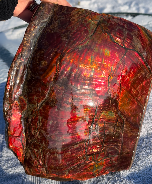 Ammolite Display Gem! , Collector's Gem, Handheld Specimen  Keel section piece,Double-sided,Fossi,Metaphysical,Home Decor,　CS-254 FREE SHIPPING