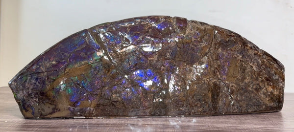 AF-137 HUGE Placenticeras  Canadian Ammolite  Ammonite Partial Fossil  Huge Specimen FREE SHIPPING! アンモライト両面巨大標本！　送料無料