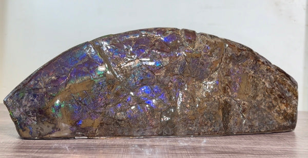 AF-137 HUGE Placenticeras  Canadian Ammolite  Ammonite Partial Fossil  Huge Specimen FREE SHIPPING! アンモライト両面巨大標本！　送料無料