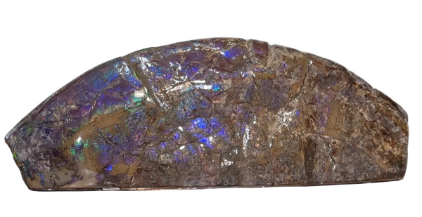 AF-137 HUGE Placenticeras  Canadian Ammolite  Ammonite Partial Fossil  Huge Specimen FREE SHIPPING! アンモライト両面巨大標本！　送料無料