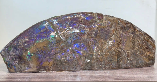 AF-137 HUGE Placenticeras  Canadian Ammolite  Ammonite Partial Fossil  Huge Specimen FREE SHIPPING! アンモライト両面巨大標本！　送料無料