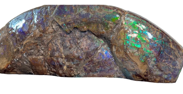 AF-137 HUGE Placenticeras  Canadian Ammolite  Ammonite Partial Fossil  Huge Specimen FREE SHIPPING! アンモライト両面巨大標本！　送料無料
