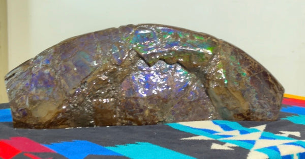 AF-137 HUGE Placenticeras  Canadian Ammolite  Ammonite Partial Fossil  Huge Specimen FREE SHIPPING! アンモライト両面巨大標本！　送料無料